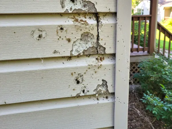Siding repair for pest infestations - Carp's Complete Exterior