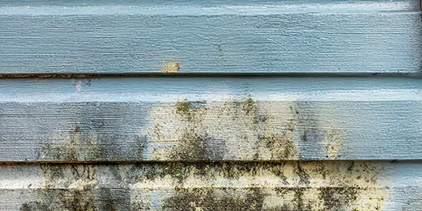 Siding replacement for mold & mildew - Carp's Complete Exterior